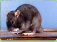 rat control Milton Keynes