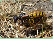 wasp control Milton Keynes